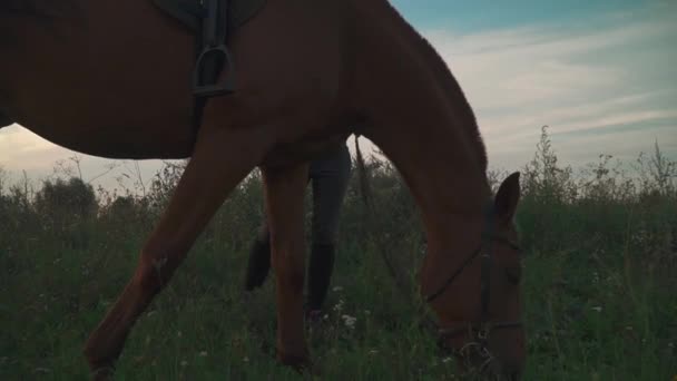 Chica joven está sosteniendo el caballo en jaque — Vídeo de stock