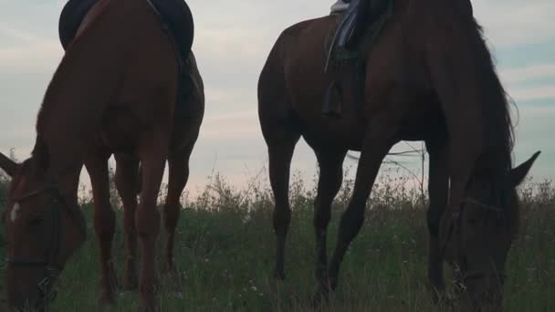 Dois cavalos pastam no campo — Vídeo de Stock