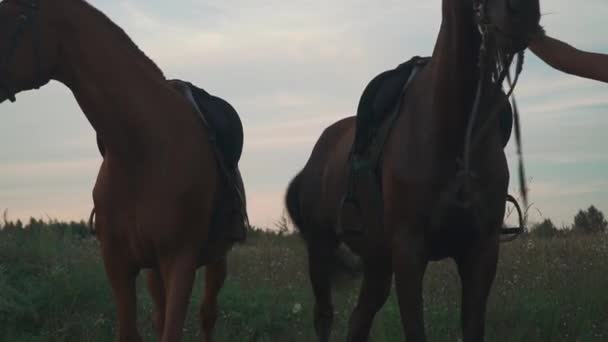 Dos caballos pastan en el campo — Vídeo de stock