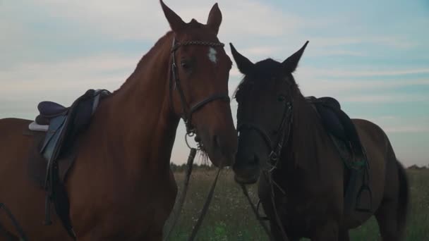 Två hästar betar på fältet — Stockvideo