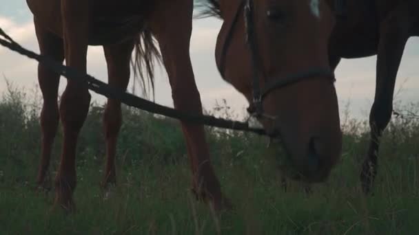 Två hästar betar på fältet — Stockvideo