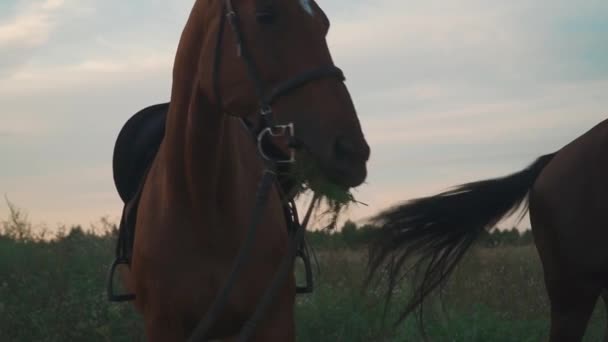 Två hästar betar på fältet — Stockvideo