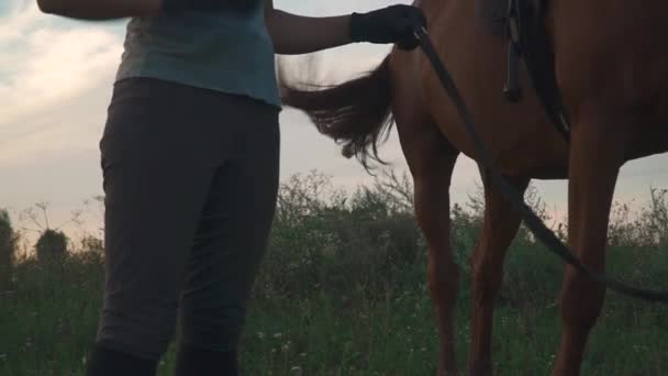 Дівчина тримає коня за роги — стокове відео