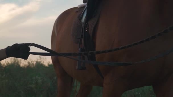 Kéz tartja a gyeplőt a ló — Stock videók