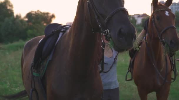 Två hästar tugga gräs — Stockvideo