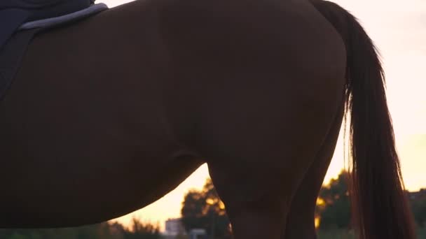 Baksida på hästen — Stockvideo