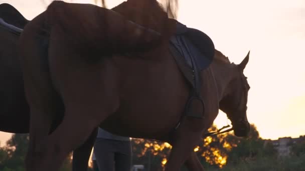 Hermosa chica sostiene dos caballos para las riendas — Vídeo de stock