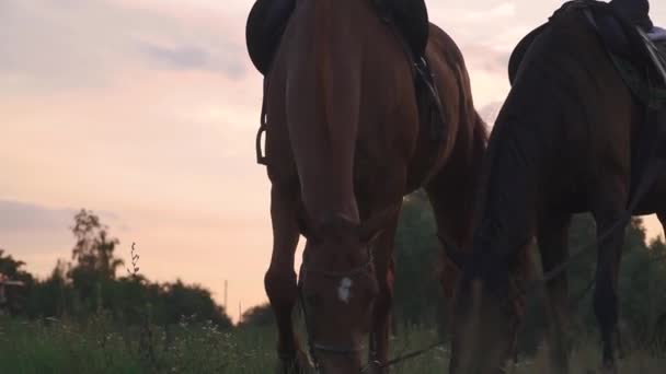 Vacker flicka rymmer två hästar för tyglarna — Stockvideo