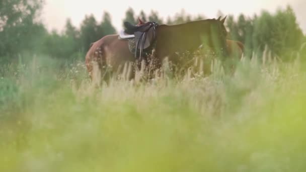 Две молодые девушки с лошадьми на поле — стоковое видео
