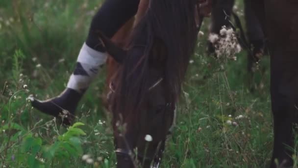 Pastoreo de caballos en el campo — Vídeo de stock