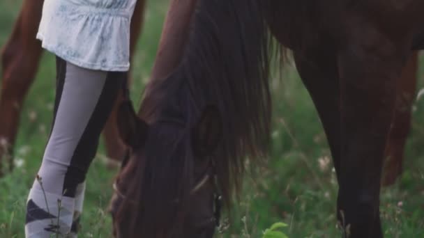 马在田里吃草 — 图库视频影像