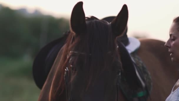 女孩在抚摸着马 — 图库视频影像