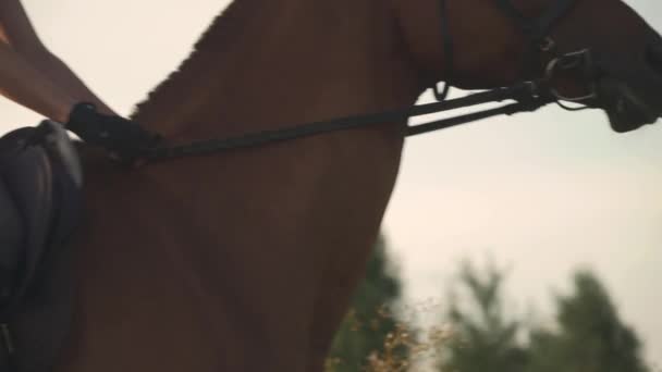 Chica está sentada en un caballo — Vídeos de Stock
