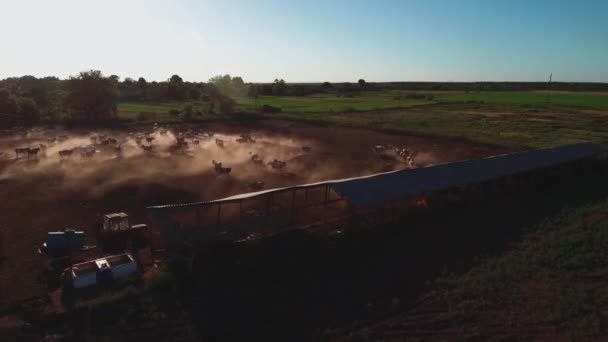 Koe boerderij schieten van bovenaf — Stockvideo