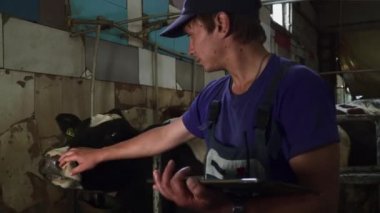 Genç işçi çalış bir inek ile çiftlik