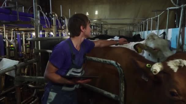 Jovem trabalhador agrícola acariciando uma vaca em um estábulo . — Vídeo de Stock