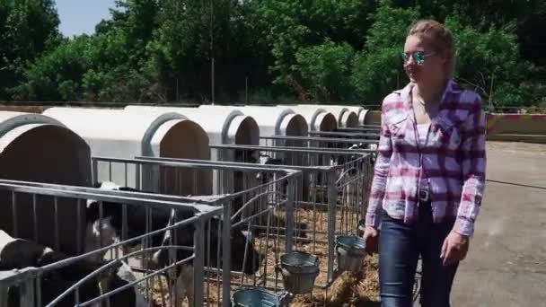Hermosa chica pasea por la granja con terneros — Vídeos de Stock