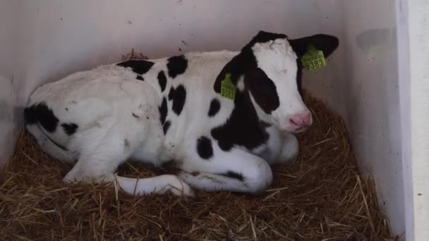 Calf lies on the straw in the aviary — Stock Video