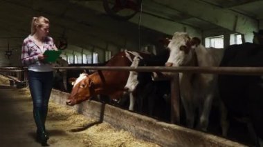 Çiftlikte inekler yakınındaki güzel işçi yürüyor