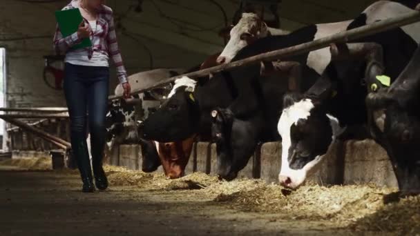 Meisje wandelingen in de buurt van koeien op de boerderij — Stockvideo