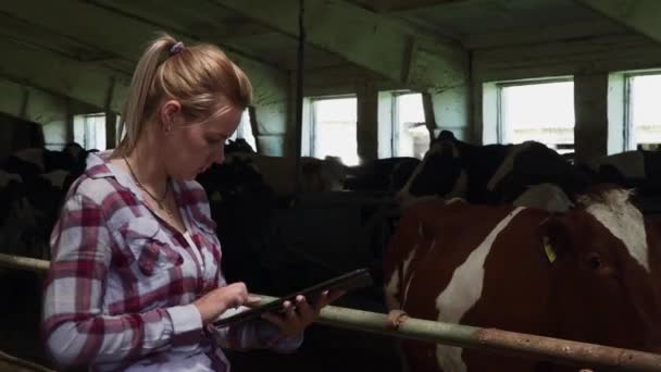 Девушка с фермы проверяет коров и помещает информацию в планшет — стоковое видео
