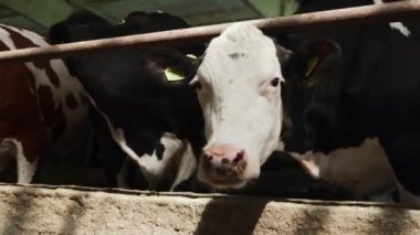 Birçok inek ile Cowshed