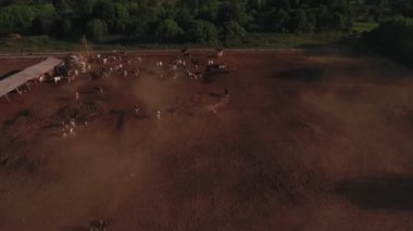 İnekler yukarıdan çekim dron