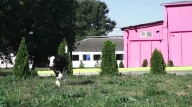 Buzağı arasında çim çiftlikte çalışan. Bina yakınındaki küçük bir hayvandır. Modern inek çiftliğinde yaşayan hayvanların. Hayvanlar hakkında bakım insanların