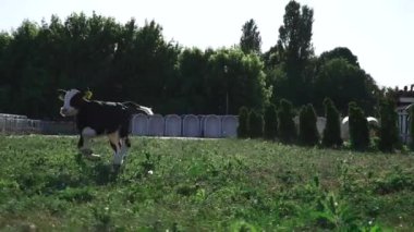 Küçük buzağı yeşil çimenlerin üzerinde çalışır.