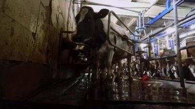 İnek metal çit gitmek çalışıyor