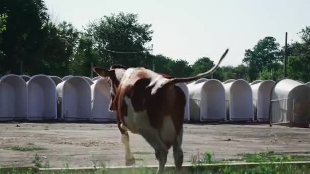 Корова побежала к телятам — стоковое видео