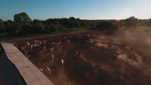 Cow farm from above — Stock Video