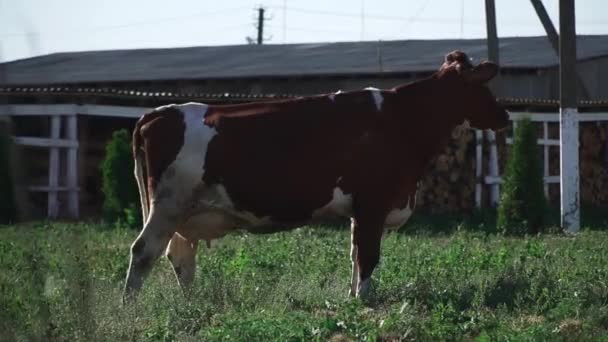 Vaca está pastando na fazenda — Vídeo de Stock