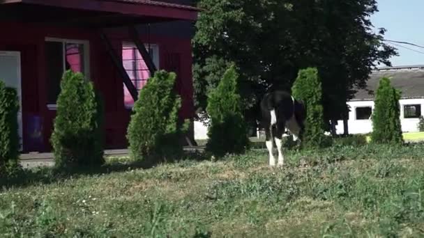 Kalv som kör runt på gården — Stockvideo