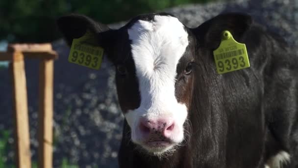 Kalf is kijken naar de camera op de boerderij — Stockvideo