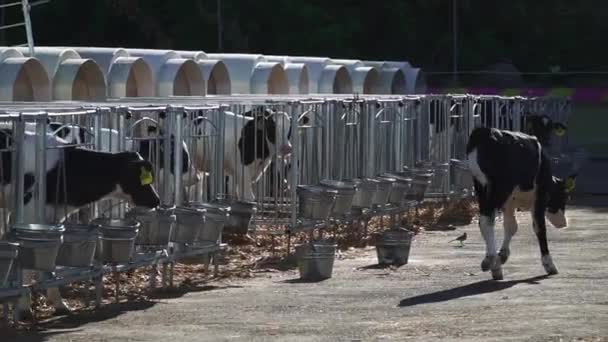 Pequeno bezerro caminha ao longo do recinto com bezerros — Vídeo de Stock