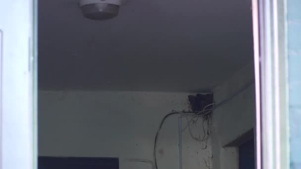 Zwaluwen nestelen in de hoek van de kamer — Stockvideo