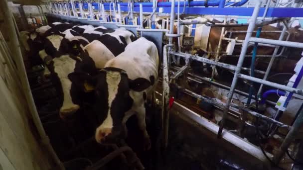 Las vacas están en un granero en el granero . — Vídeo de stock