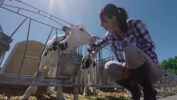 Granjera Acaricia Ternero Detrás Valla Animales Que Viven Granja Vacas — Vídeos de Stock
