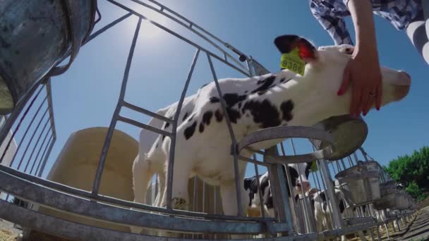 Girl with a bucket comes to the calf — Stock Video