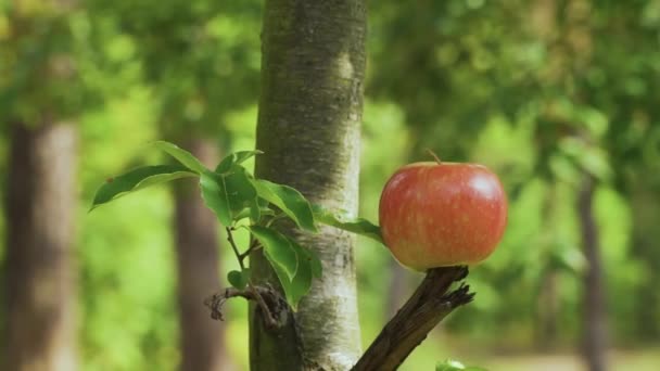 Pfeil Trifft Einen Apfel Zeitlupe Zielscheibe Getroffen — Stockvideo