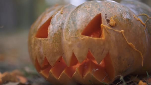 Halloween. Scary halloween pumpkin — Stock Video