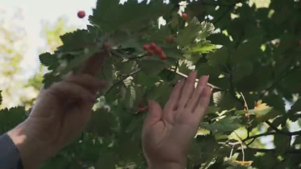 Las manos adultas hembras arrancan bayas en el parque — Vídeos de Stock