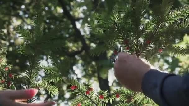 Взрослые руки женщин и мужчин собирают ягоды в парке — стоковое видео