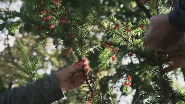 Kadın ve erkek yetişkin eller çilek parkta seçin. — Stok video