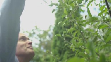 Olgun çift bahçede elma kadar yırtılma