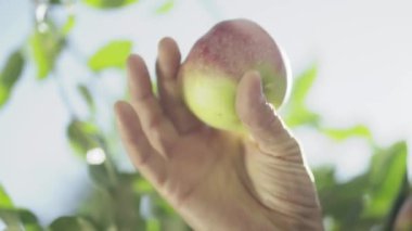 Bir elma tutan erkek el. Yakın çekim.