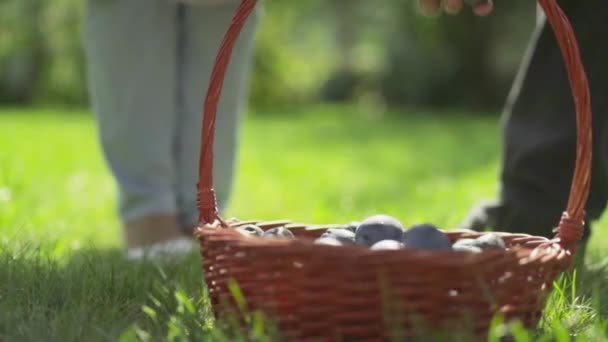 Main féminine met des prunes dans un panier — Video