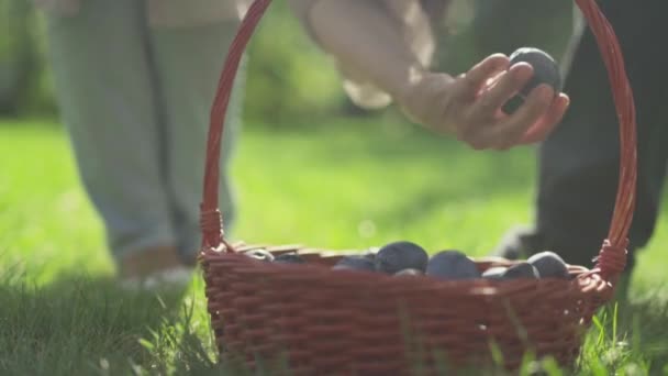 Kvinnlig hand tar ett plommon från korgen — Stockvideo