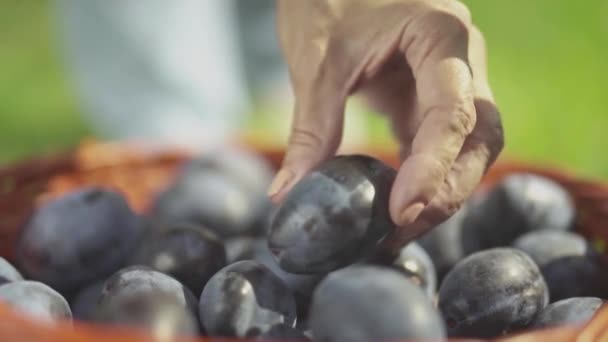 Female hand takes a plum from the basket — Stock Video